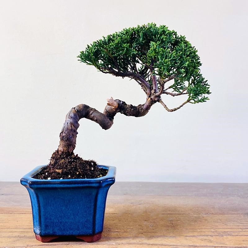 济州真柏盆景老桩室内盆栽植物一物一拍办公桌阳台茶台客厅摆件