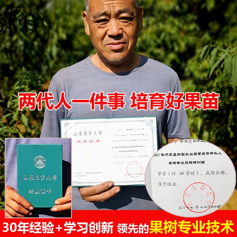 大石榴树庭院名贵树苗果树南方北方种植盆栽突尼斯软籽石榴树苗