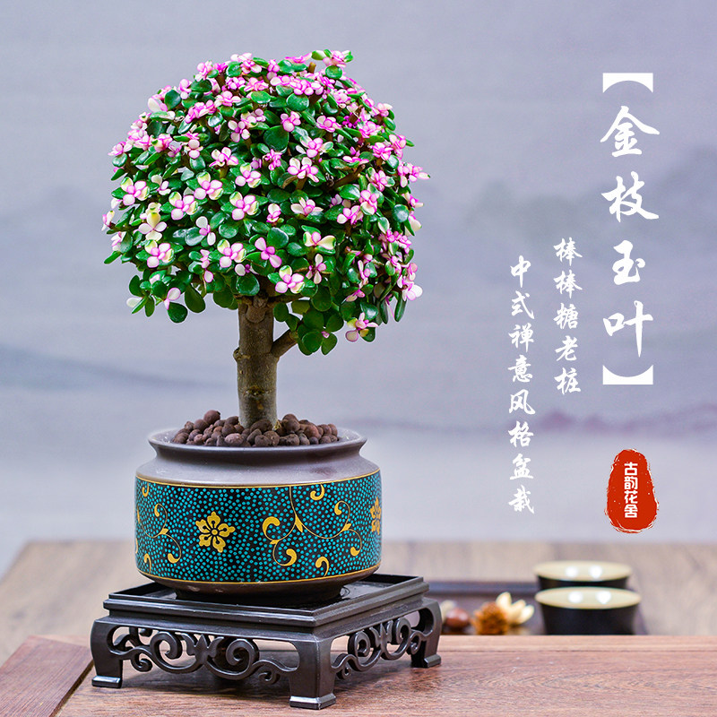 金枝玉叶盆栽老桩多肉植物室内花卉植物耐旱好养绿植阳台造型盆景图片