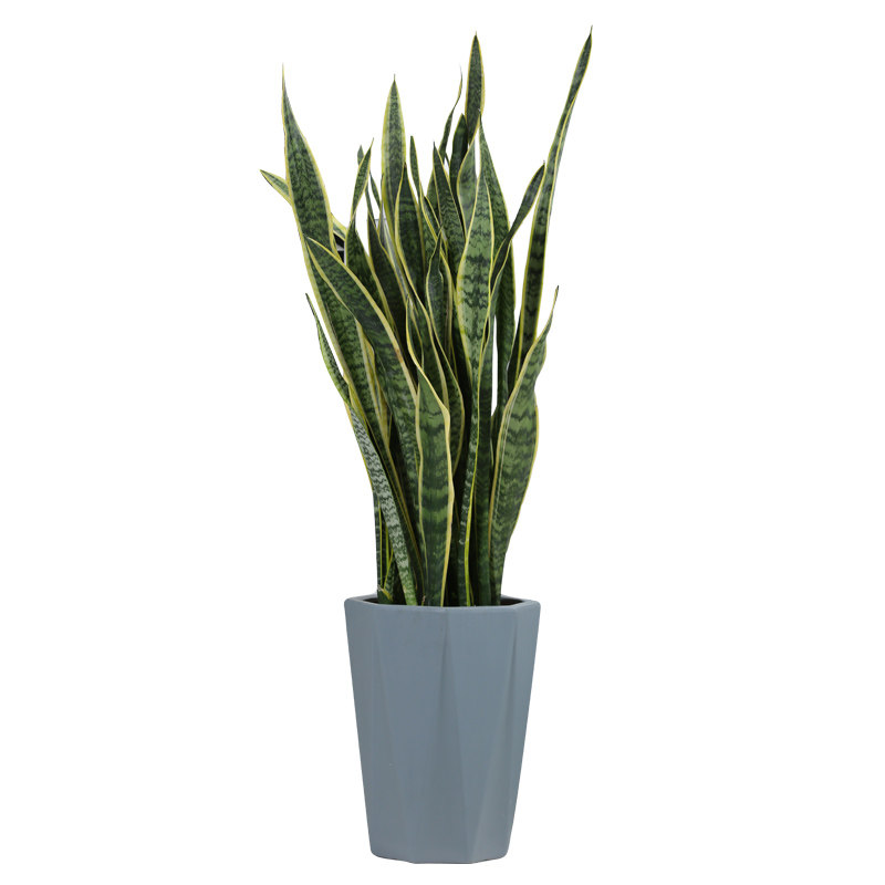 金边虎皮兰 虎尾兰绿植室内吸甲醛植物盆栽花卉 苏州上海同城速递