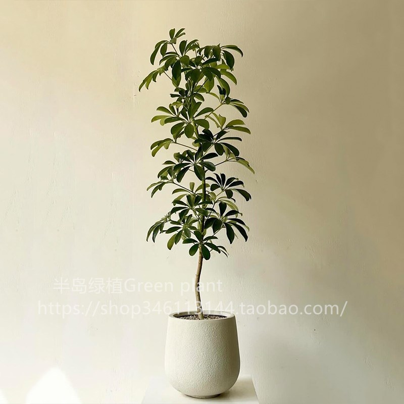 鸭脚木客厅大盆栽鸭掌木绿植高级感室内大型盆栽真绿植四季盆栽