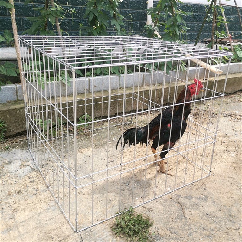方笼斗鸡方罩笼斗鸡罩笼跑笼火鸡笼鹅笼鸭笼斗鸡笼子拆装折叠笼
