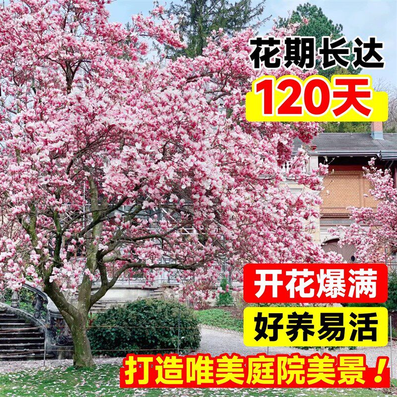 玉兰花树苗带花苞庭院室外四季大树白紫玉兰树盆栽花卉好养广玉兰