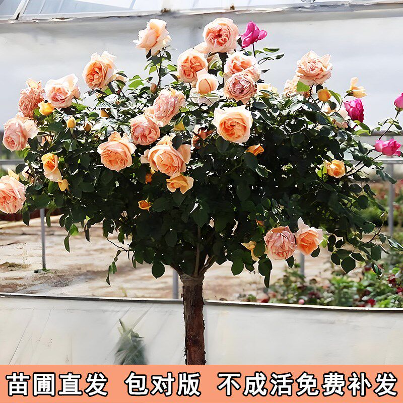 树桩月季特大花苗棒棒糖月季四季开花植物玫瑰浓香地栽别墅庭院花