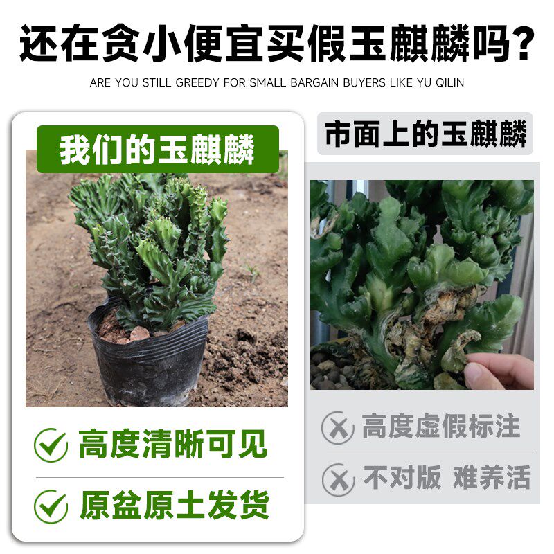 玉麒麟盆栽多肉植物室内客厅办公桌面旺财彩麒麟阳台大棵四季好养