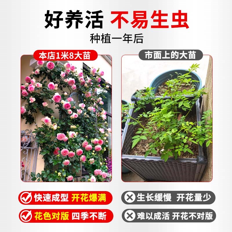 1米8母系大苗蔷薇花苗特大花藤本月季爬藤植物四季花卉盆栽玫瑰