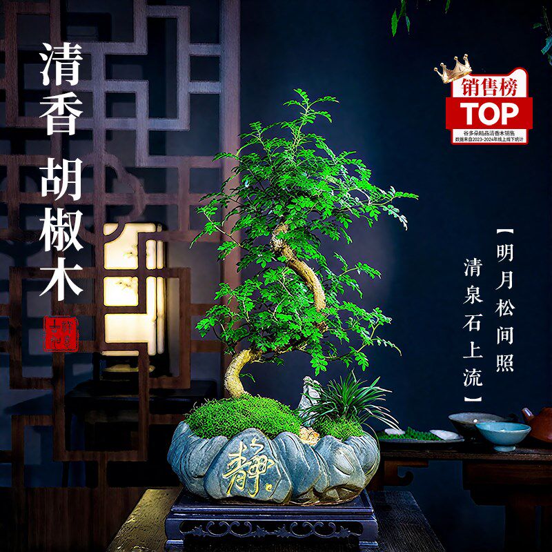 清香胡椒木盆栽室内植物造型摆件中式茶室阳台绿植盆栽好养活盆景