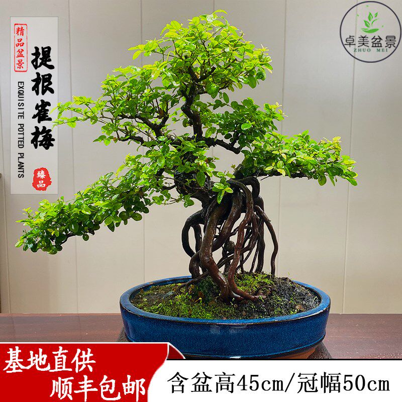 小叶榆树盆景绿植摆件雀梅栀子花石蜡室内外客厅高端造型盆栽耐活