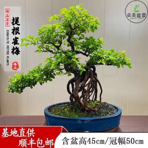 小叶榆树盆景绿植摆件雀梅栀子花石蜡室内外客厅高端造型盆栽耐活