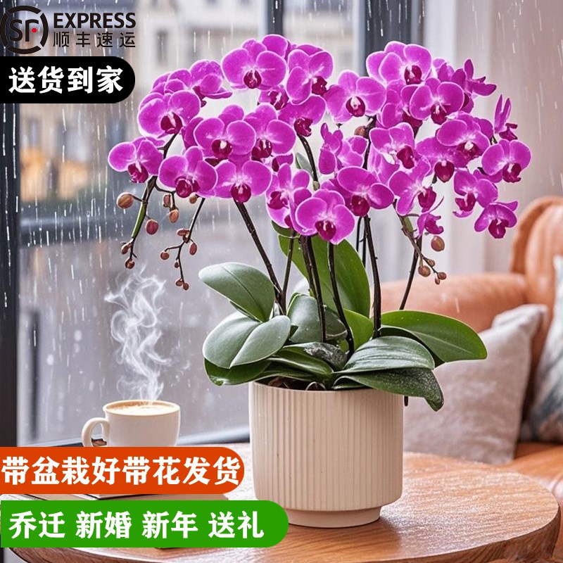 蝴蝶兰盆栽带花苞真花客厅办公室内桌面四季好养花卉绿植乔迁开业