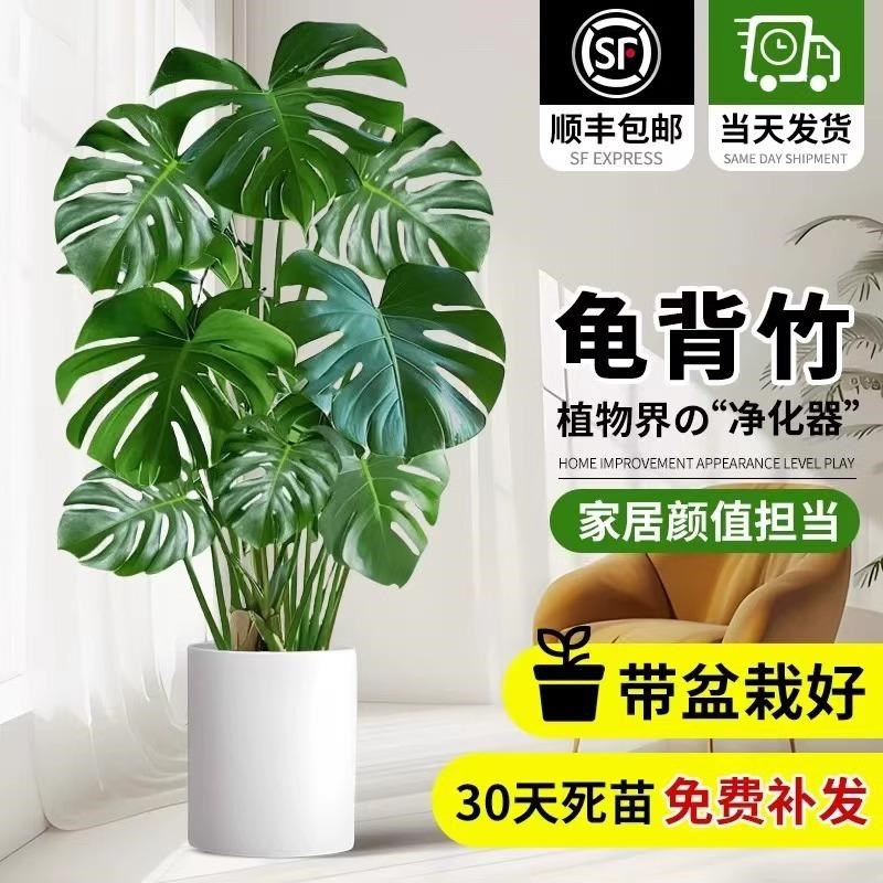 【包养活】龟背竹观叶植物室内大盆栽绿植盆景净化空气吸收甲醛