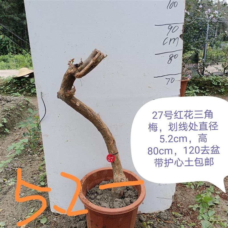 三角梅盆景树桩阳台庭院盆景绿化绿植老桩造型盆栽净化空气