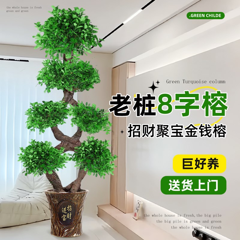 8字造型金钱榕树发财树老桩绿植盆栽大室内客厅招财绿植办公室