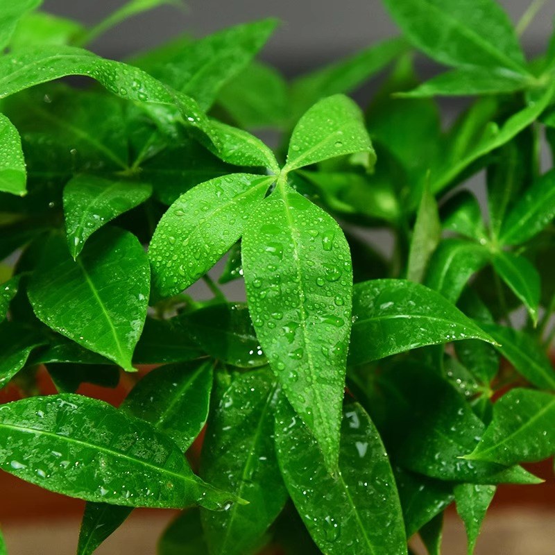 发财树盆栽办公客厅桌面绿植四季常青茶装饰植物室内盆景摆件礼品