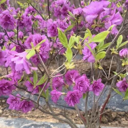 东北耐寒杜鹃淀川杜鹃花卉绿植重瓣室外地栽盆栽造型树好养易活