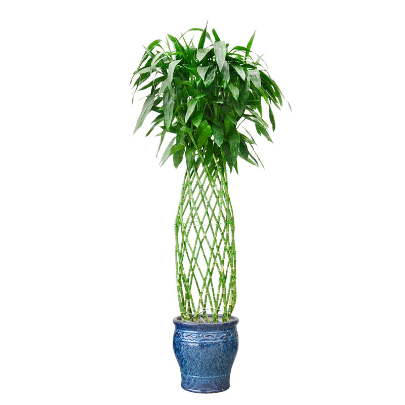 富贵竹 开运竹花瓶竹笼绿植办公室内净化空气常绿大盆栽植物花卉