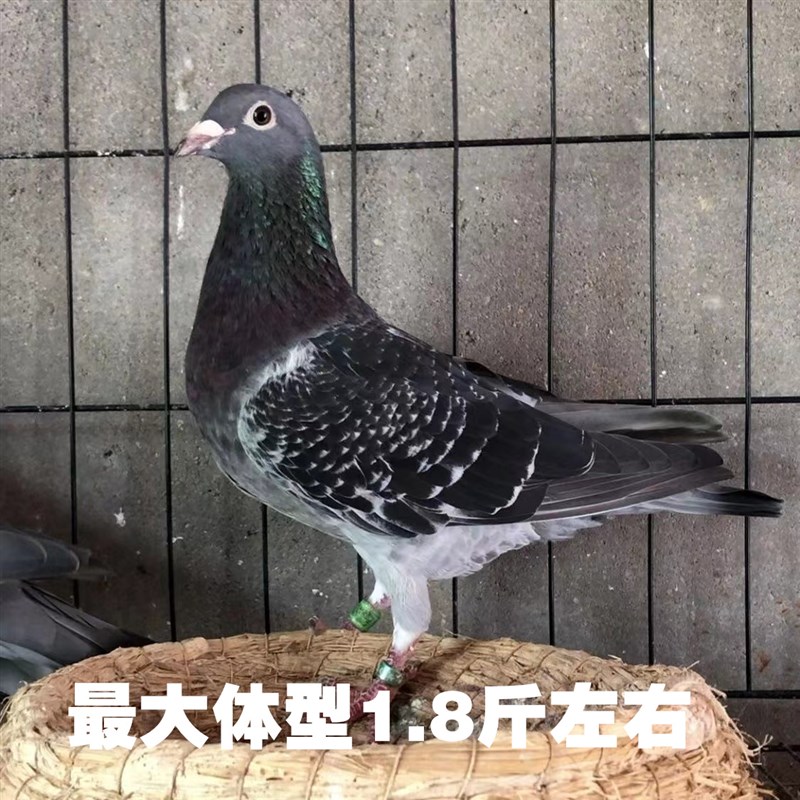 鸽子活体信鸽一对活鸽子肉鸽青年鸽白羽王鸽散养鸽雨点瓦灰鸽子活