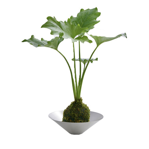 乐可植物 春羽绿植ins北欧风水培苔藓球植物桌面好养室内盆栽摆件