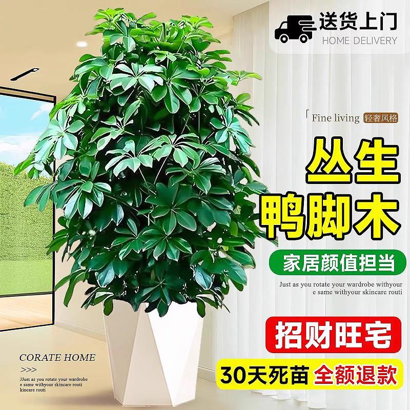 丛生鸭脚木客厅大盆栽鸭掌木鹅掌柴室内乔迁绿植大型四季好养植物