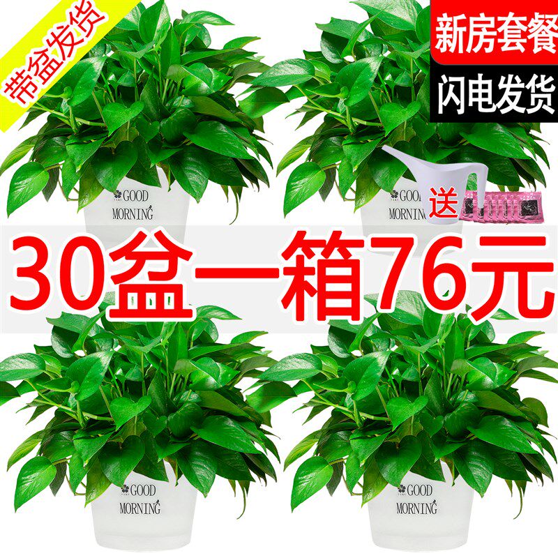 绿萝盆栽室内植物新房家用绿箩净化空气水培绿植花卉长藤垂吊好养