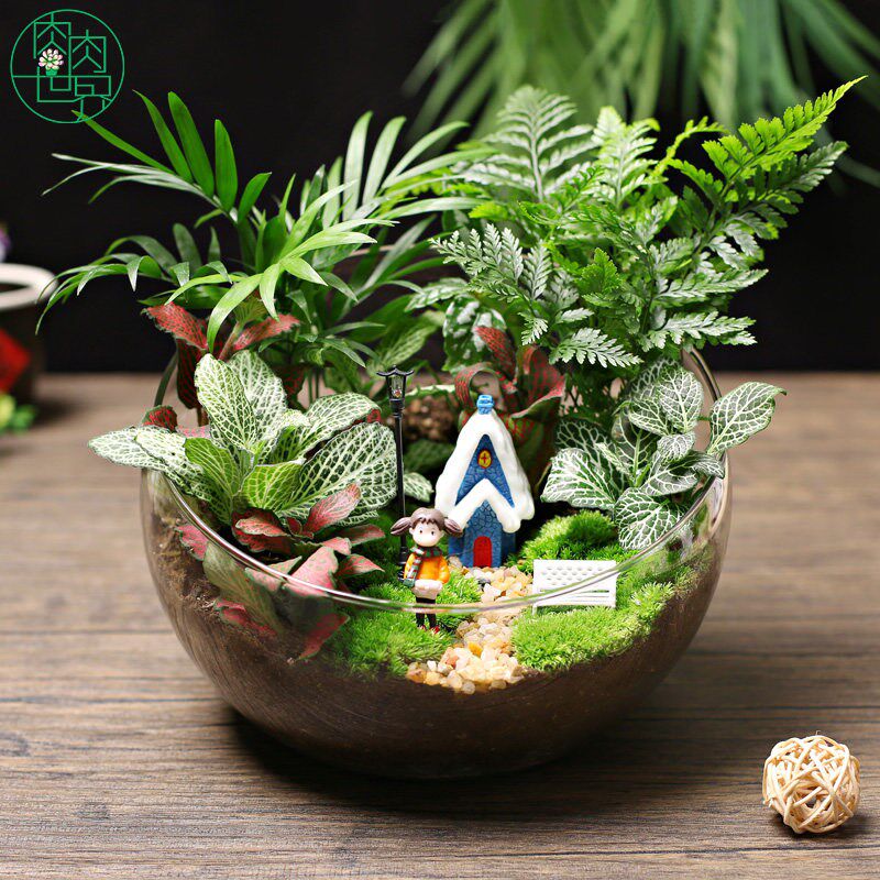 20c苔藓diy微景观生态瓶绿植物种植材料包切组合套装暖场活动大号