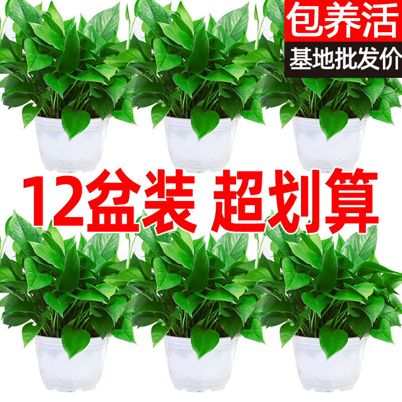 绿萝盆栽大盆栽办公室内植物净化空气绿植客厅大叶绿箩好养活