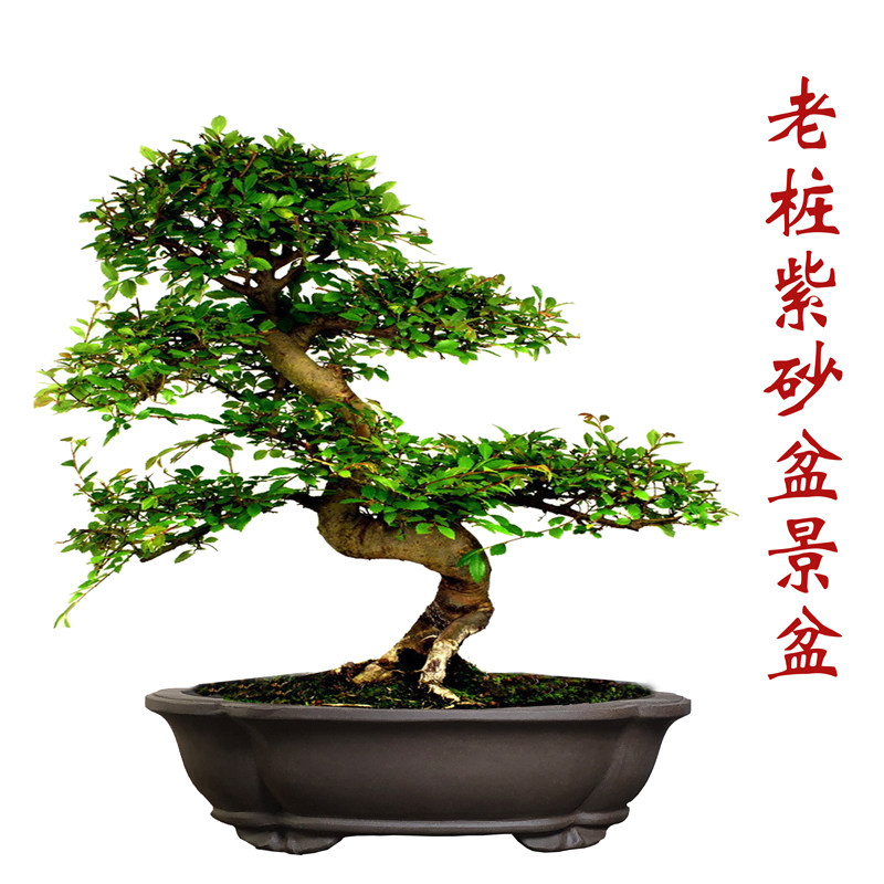 紫砂椭圆花盆特大盆景盆粗陶透气榕树老桩盆罗汉松海棠形盆特大号