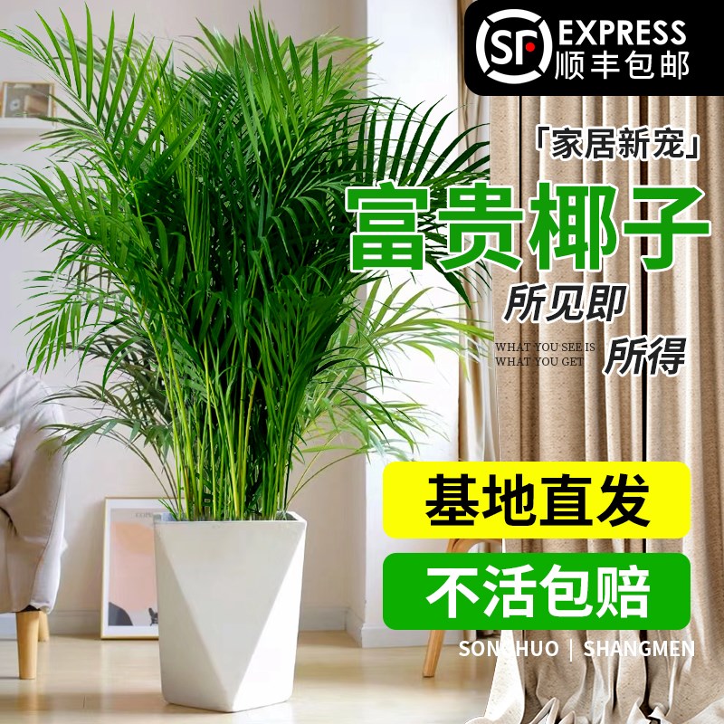 富贵椰子大号客厅高级感凤尾竹散尾葵办公室好养热带大型盆栽绿植
