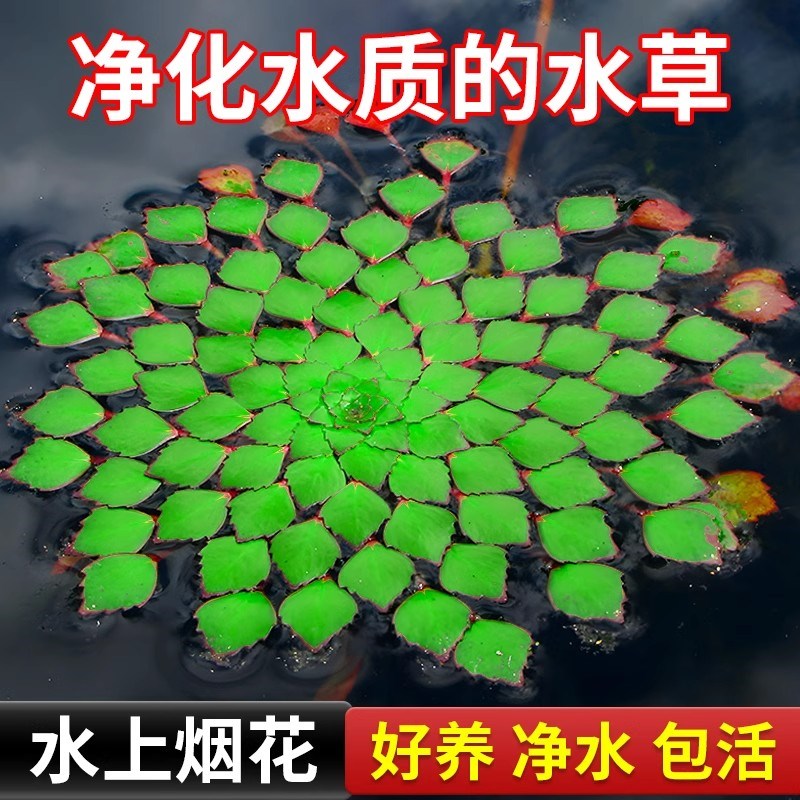 浮萍水草植物古法养鱼水培植物水上烟花一叶莲水葫芦水草鱼缸造景