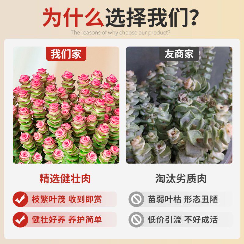 钱串子多肉植物室内盆栽花卉绿植旺宅钱多多大颗好养四季花盆鲜花