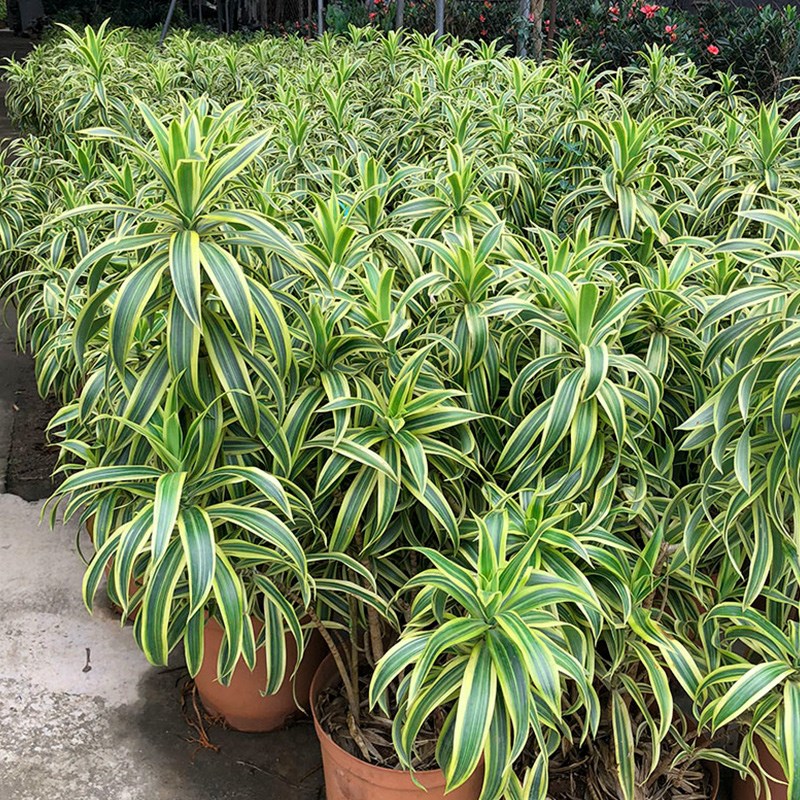 金边百合竹盆栽 室内外大型植物阳台客厅高档富贵绿植金心百合竹