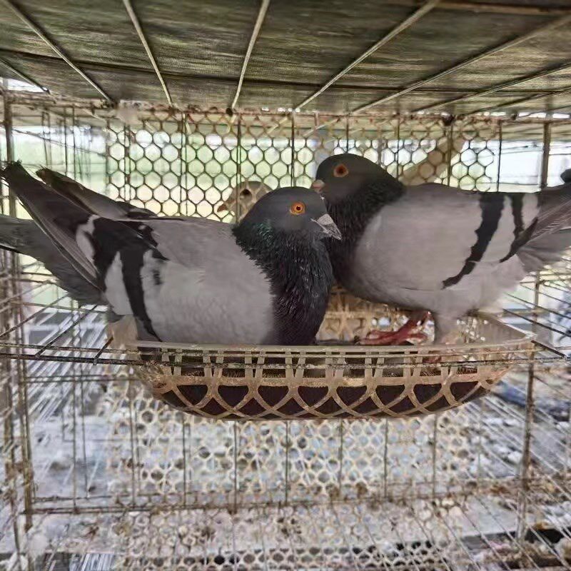 鸽子活体种鸽一对家养鸽土鸽子活苗幼鸽肉鸽活物瓦灰鸽信鸽活鸽子