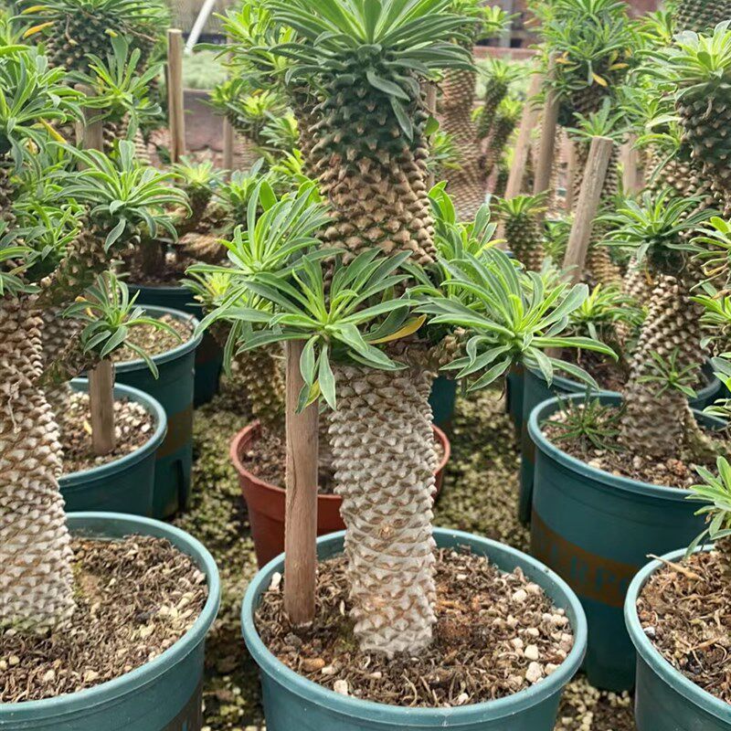 进口稀有铁甲麒麟多肉仙人掌植物盆栽室内办公绿植带盆土发货包邮