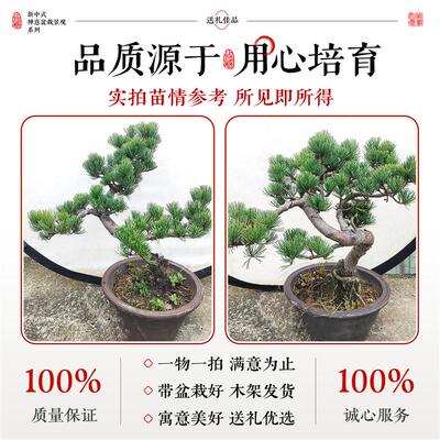 黑松盆景造型老桩宫岛大阪松室内常青绿植盆栽乔迁升职礼一物一拍