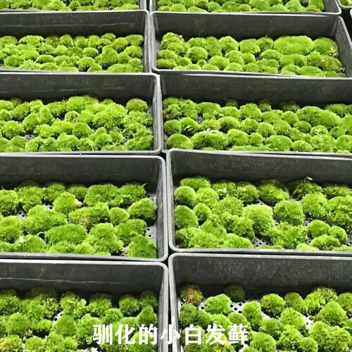 白发青苔鲜活苔藓植物微景观盆景假山盆栽雨林缸水陆缸铺面短绒藓