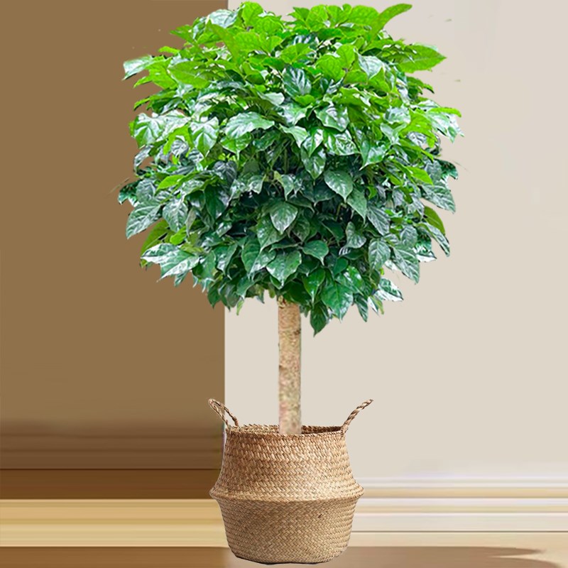 独杆棒棒糖幸福树客厅盆栽大绿植办公室内四季常青新家吸甲醛植物