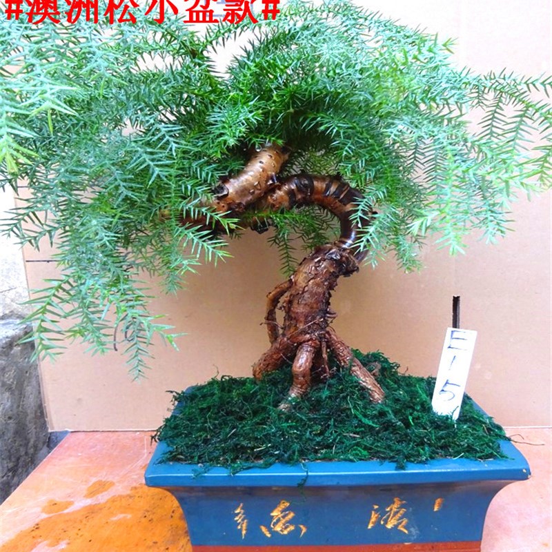 澳洲杉盆栽 大型绿植客厅室内大盆景澳洲松树桩造型花卉