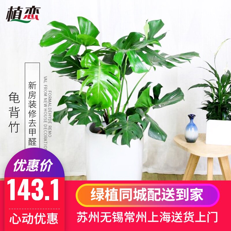 大龟背竹盆栽吸甲醛龟背叶净化空气北欧植物室内绿植花卉上海苏州