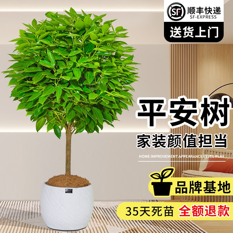 平安树客厅盆栽大型室内绿植四季好养棒棒糖平安树老桩吸甲醛植物