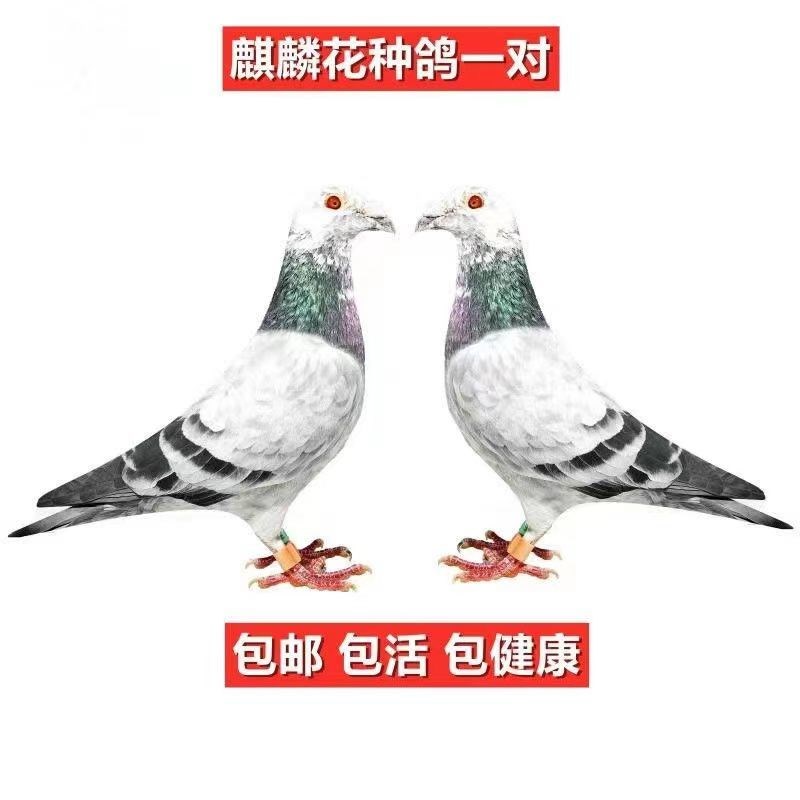 鸽子活一对信鸽种鸽赛鸽观赏鸽成绩鸽幼鸽活体活物信鸽一对公一母