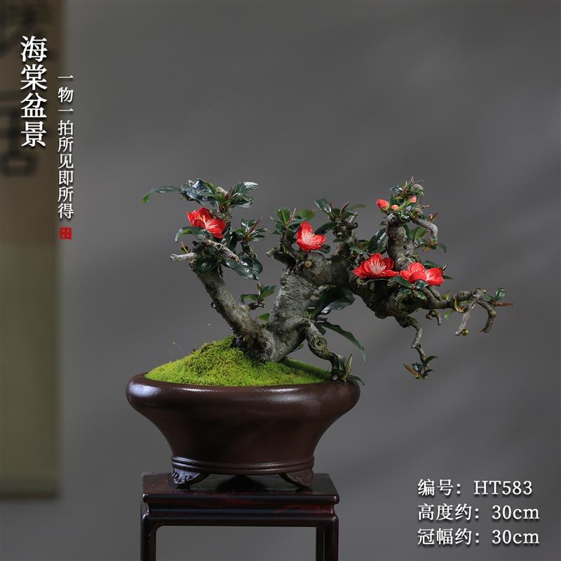 贴梗海棠花盆栽带花苞好养易活阳台庭院花卉一物一拍老桩植物盆景