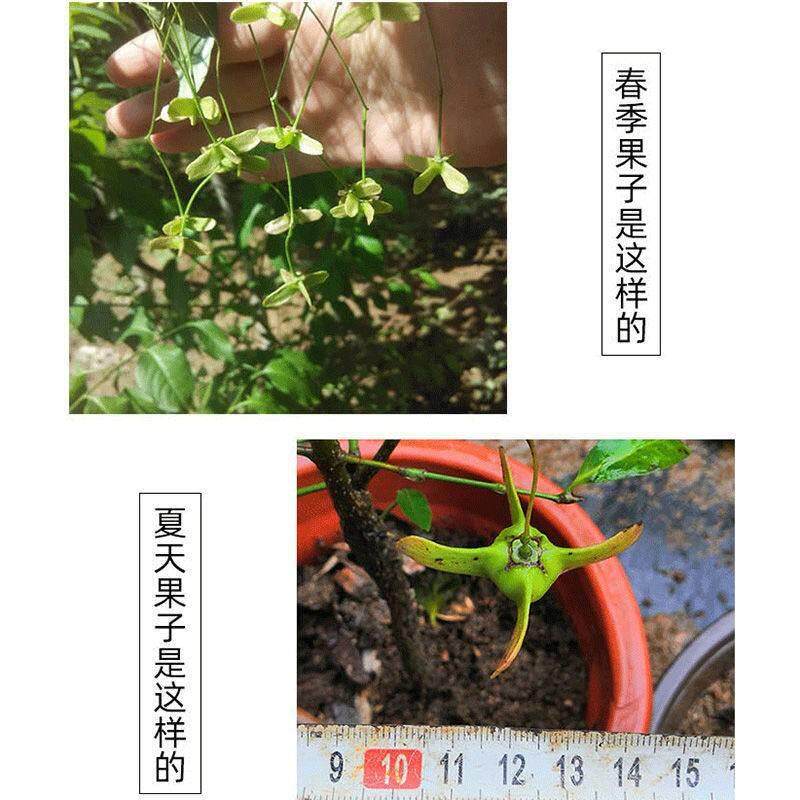 带花金丝吊蝴蝶树苗花卉盆栽金钱吊蝴蝶兰树桩大花带盆景庭院绿植