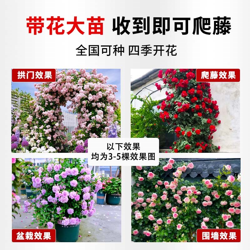 1米8母系大苗蔷薇花苗特大花藤本月季爬藤植物四季花卉盆栽玫瑰