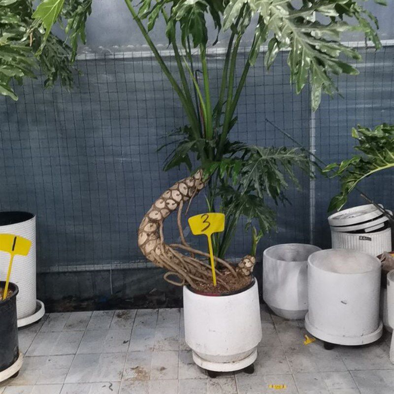 龙鳞春羽老桩春羽绿植盆栽办公室客厅盆景净化空气室内书房大网红