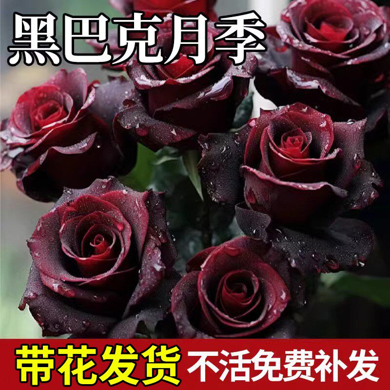黑巴克玫瑰花苗月季花苗四季开花带花苞盆栽老桩树苗玫瑰花种花卉