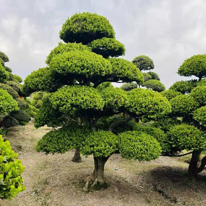 黄杨小叶瓜子造型树庭院别墅造景绿化黄杨苗黄杨盆景四季常青