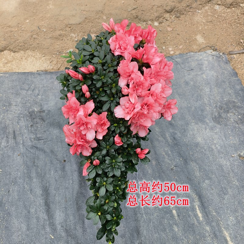 红粉佳人樱桃红高山流水造型杜鹃花盆景凤尾心型盆栽耐寒耐热四季