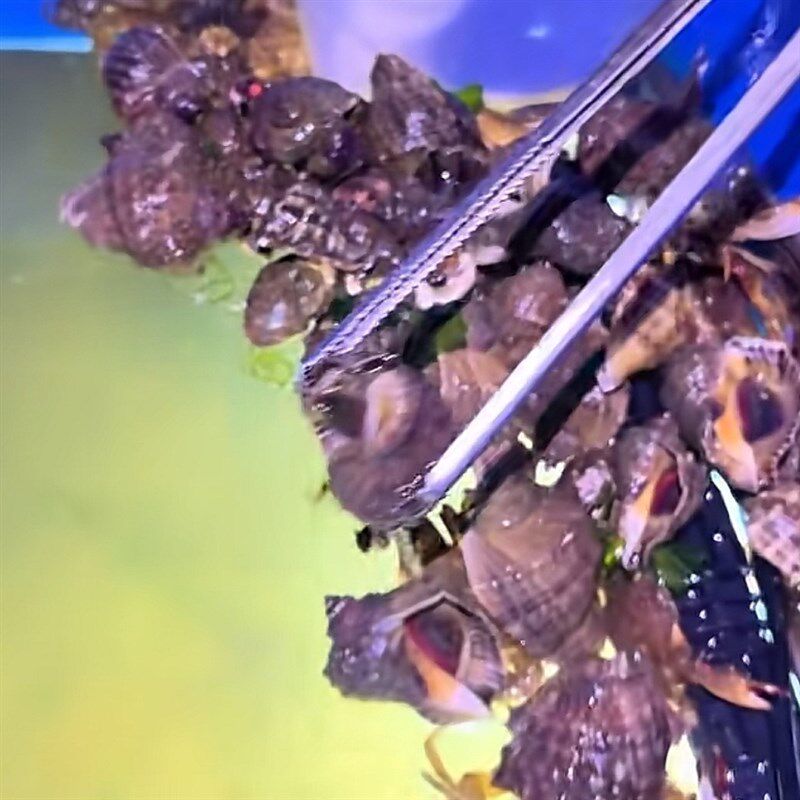 赶海水槽工具 长方形钢化玻璃水槽 带把手浮潜配件