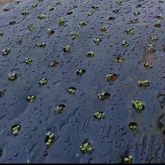 农用薄膜 打孔地膜 塑料膜 隔热膜 保温膜 防草膜 黑色草莓蔬菜膜
