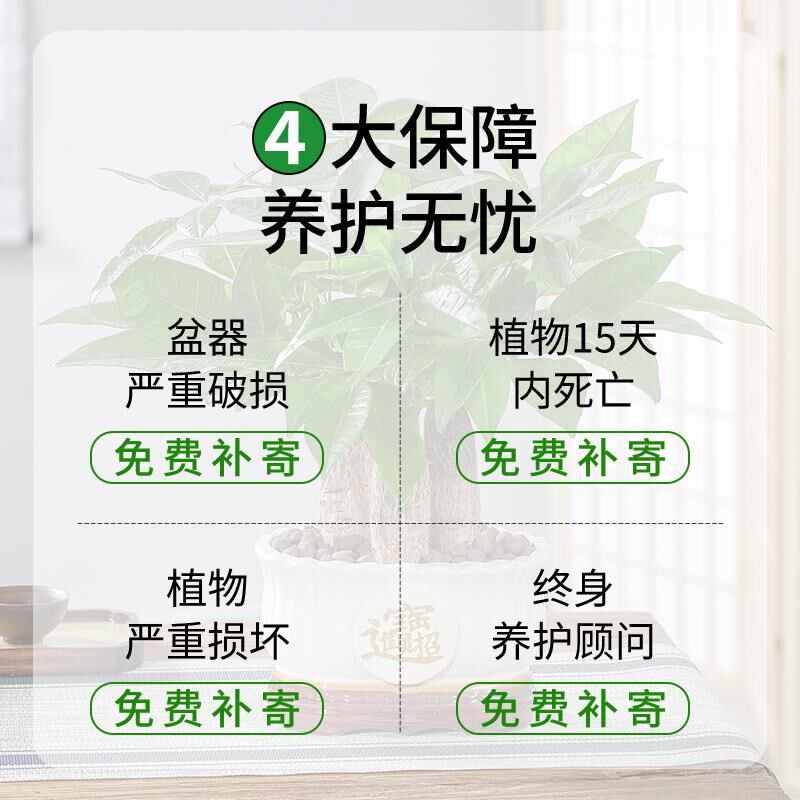发财树小盆栽室内招财树客厅吸甲醛绿萝文竹水培发财树好养